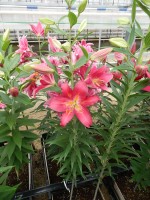 [5306 Tessala No01.JPG]